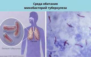 Микобактерии туберкулеза и туберкулез